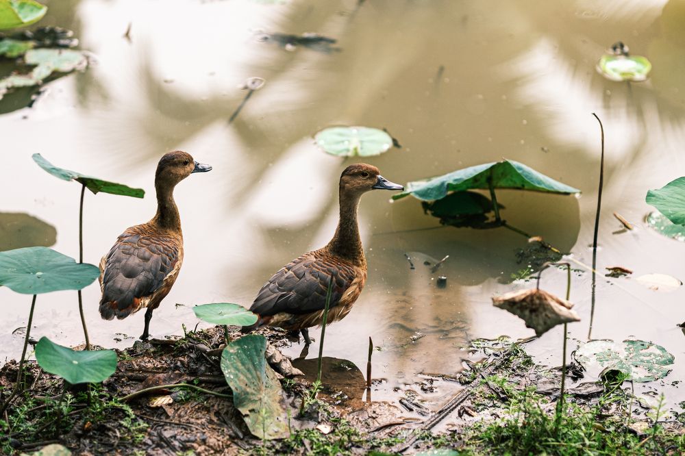 Photograph by Mian Chau