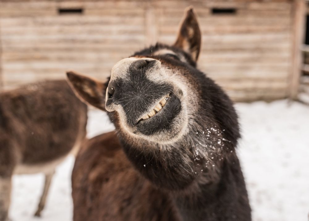 Фотография автора Наталья Шишова