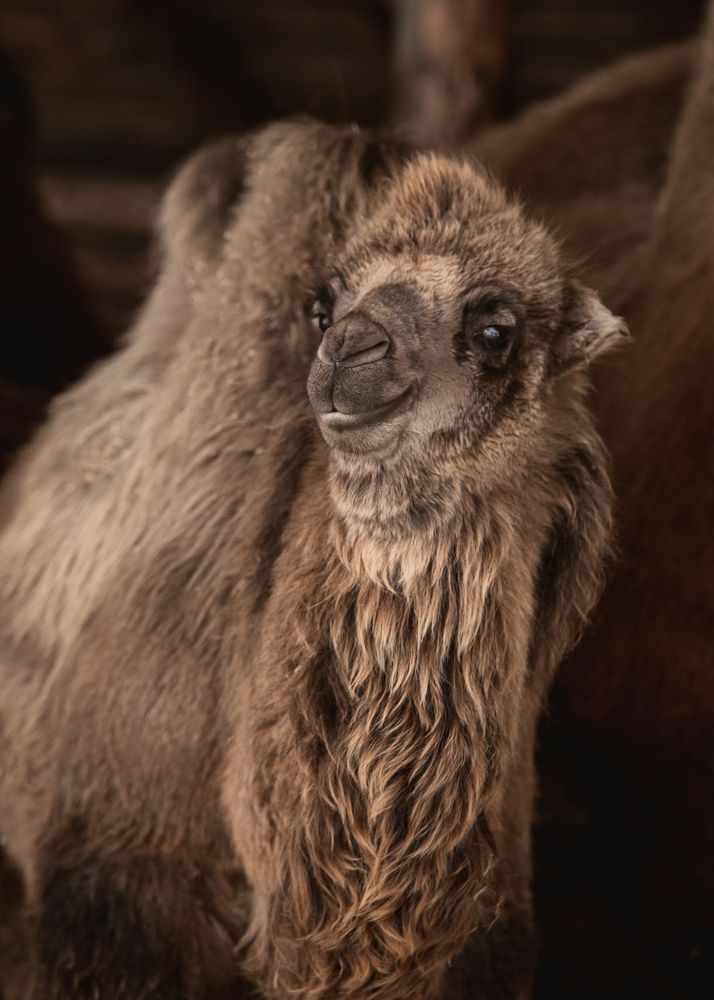 Фотография автора Наталья Шишова