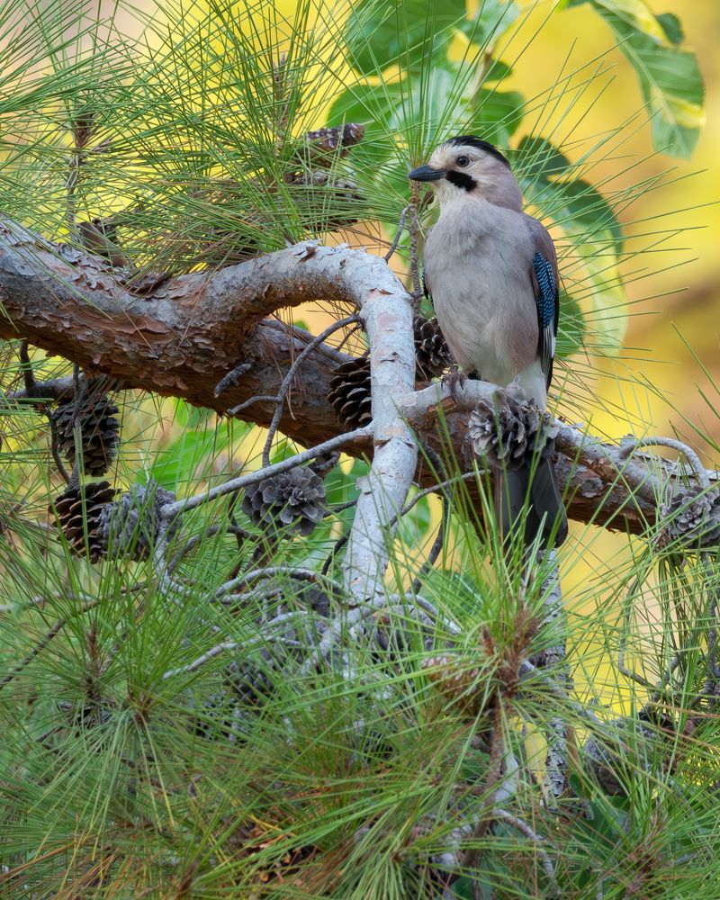 Сойка в хвое