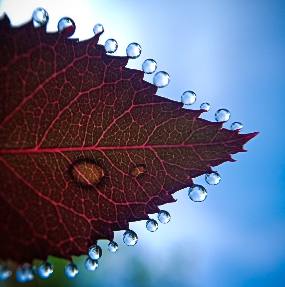 Photograph by A .Thimira dinisuru