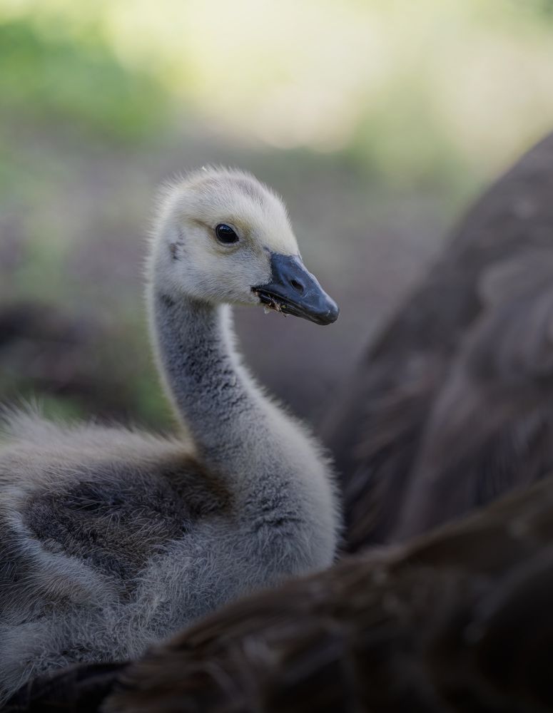 Photograph by Zavaydin Zavaydinov