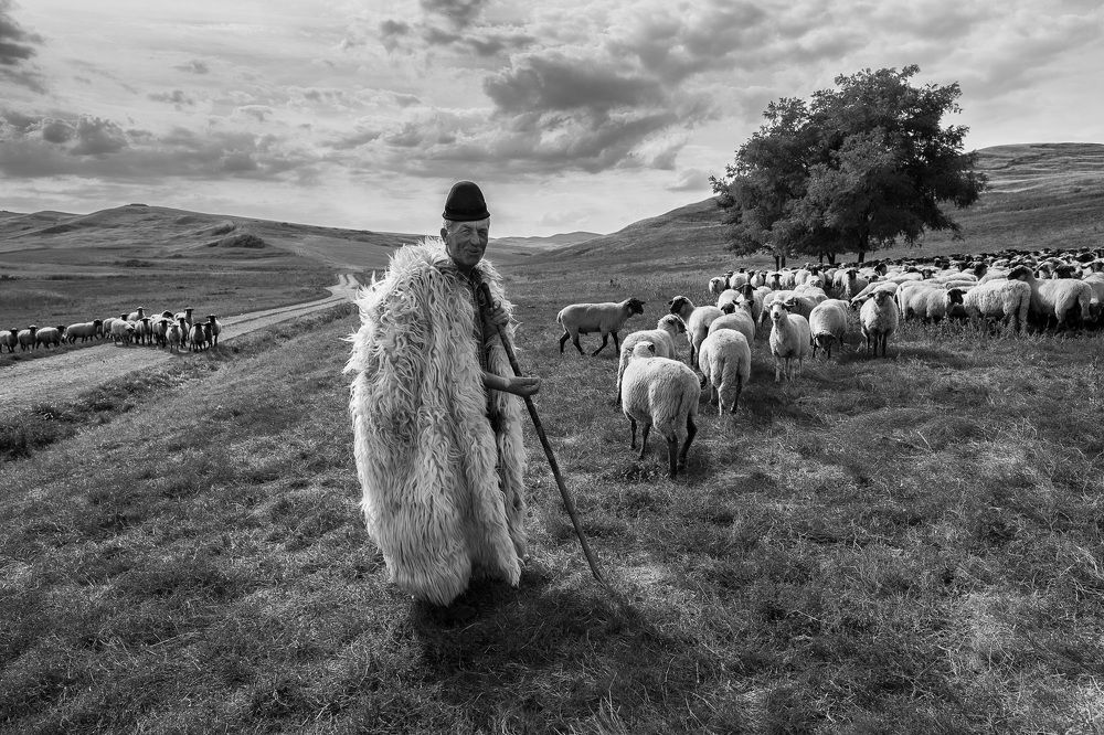 The transylvanian shepherd