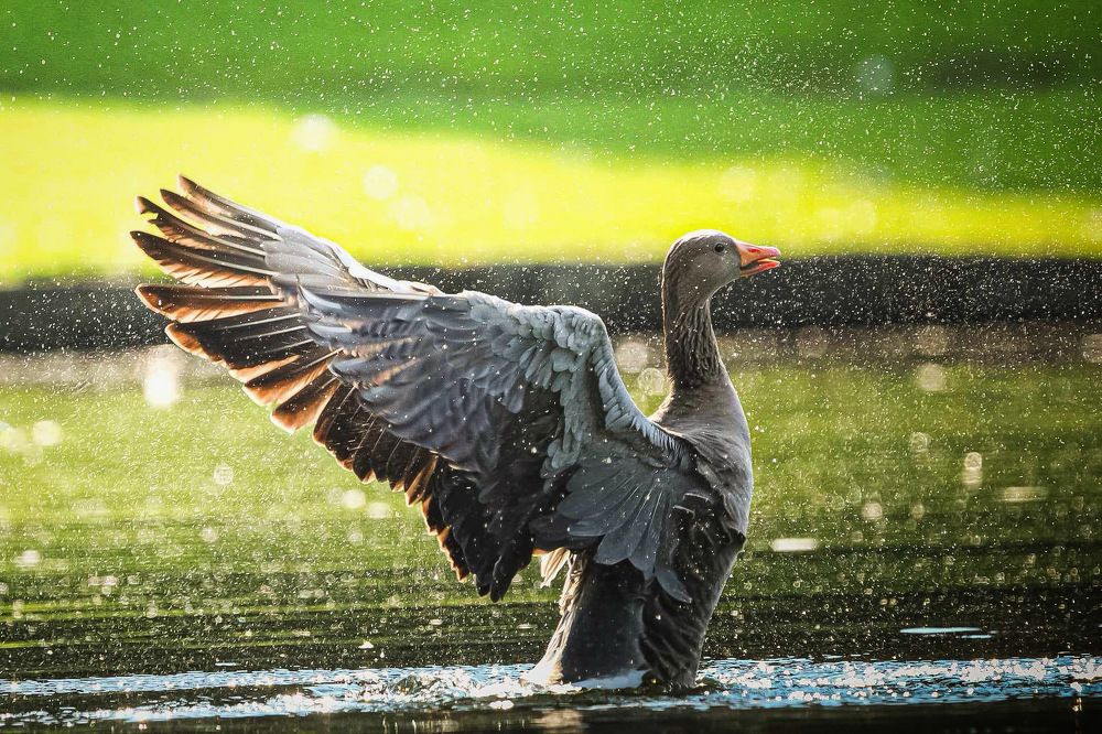 Photograph by Hell Boy