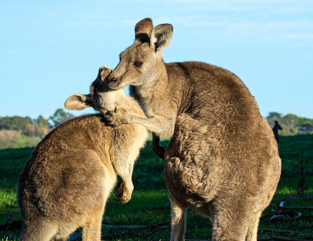Photograph by Shaas AL Najjar