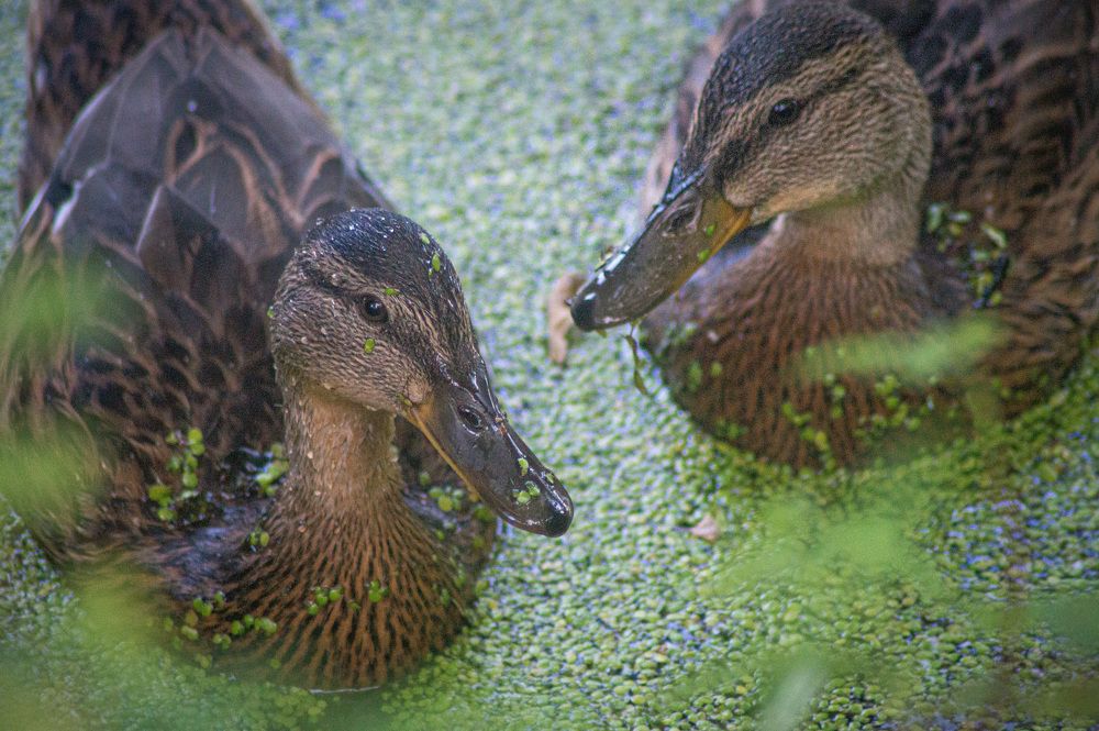 Photograph by Сергей Забиякин