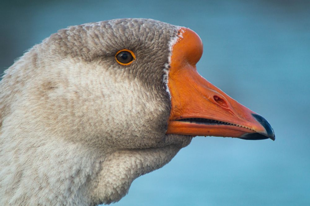 Photograph by Сергей Забиякин