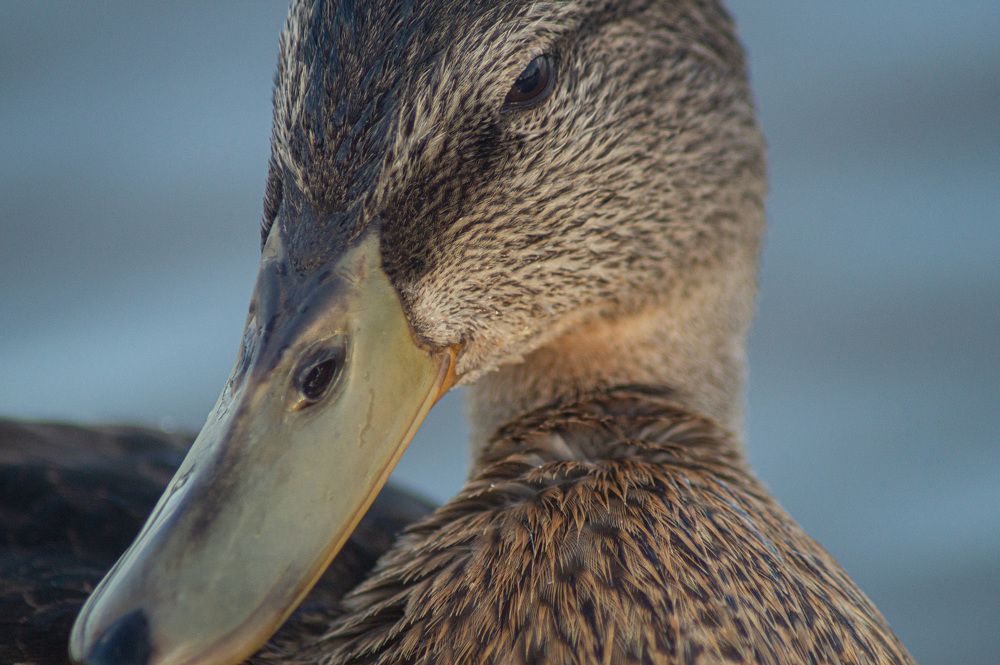 Photograph by Сергей Забиякин