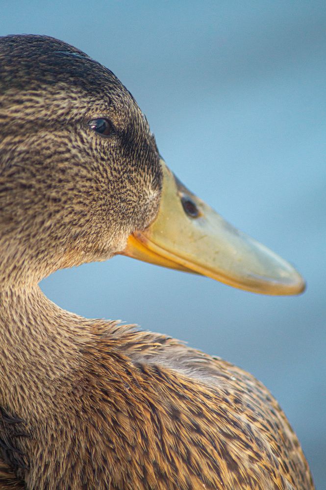 Photograph by Сергей Забиякин