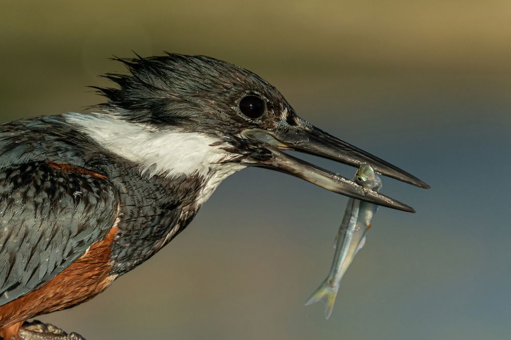 Фотография автора Maria Paz Lira
