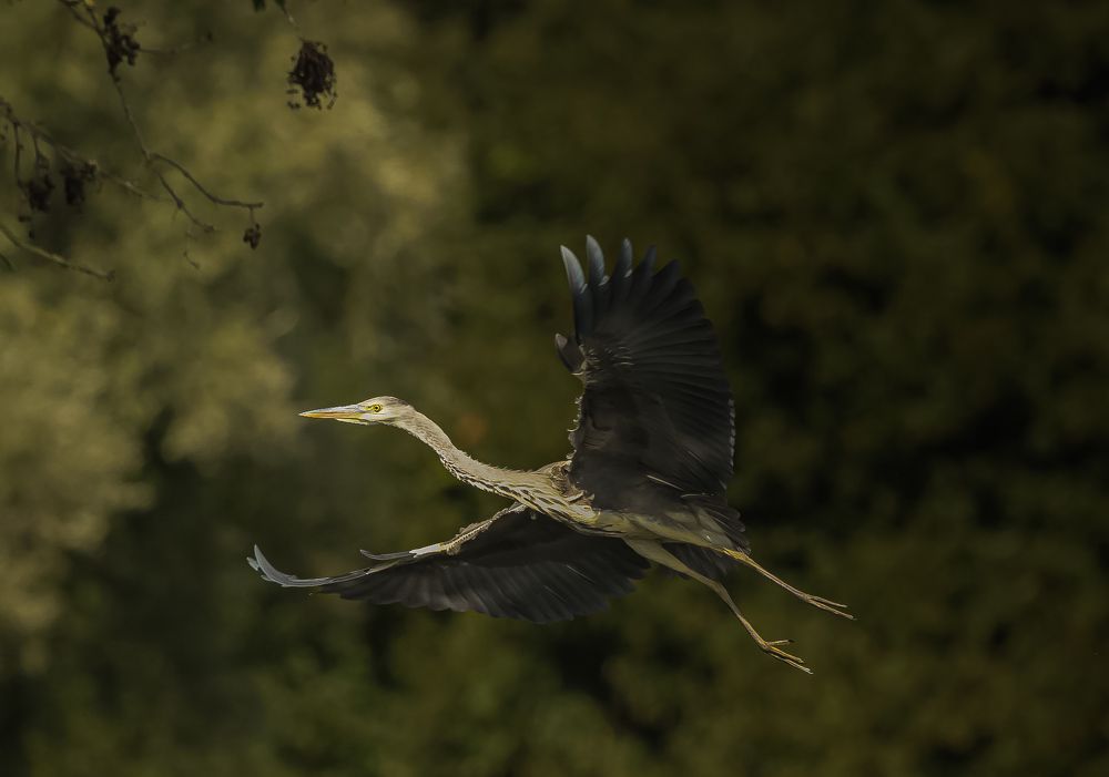 Photograph by Hell Boy