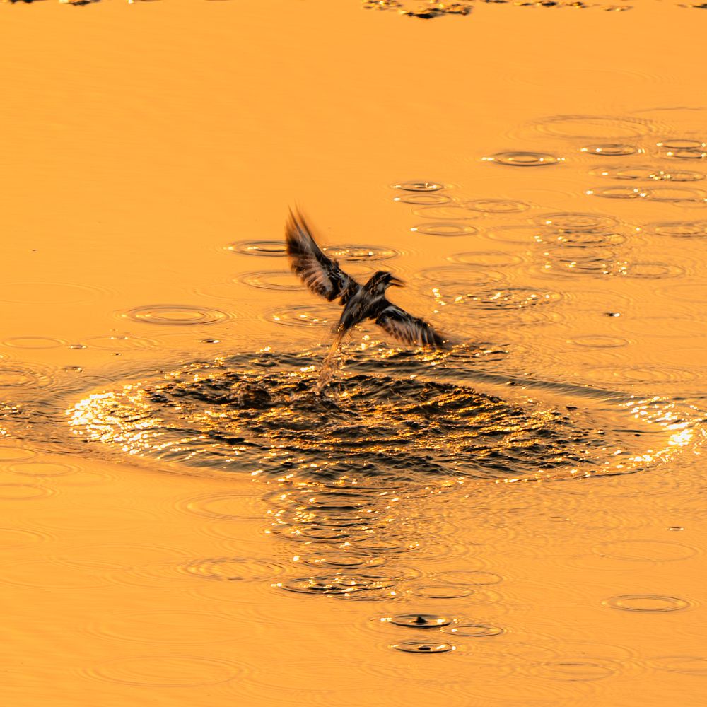 Hunting in Golden water