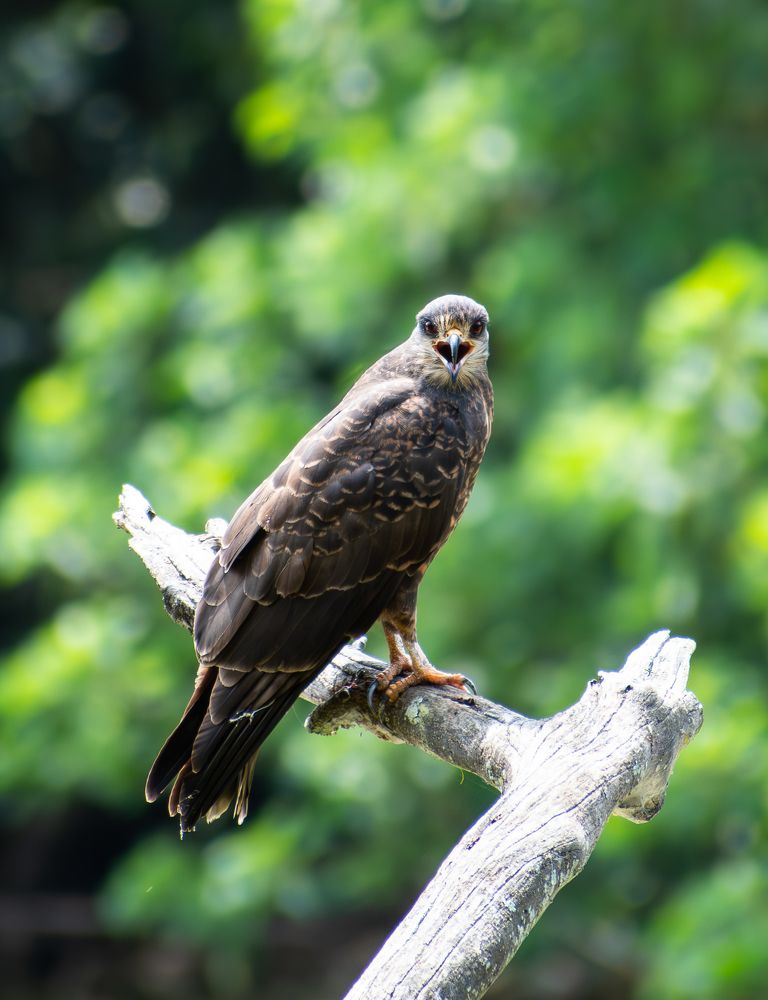 Photograph by Jean Loprete