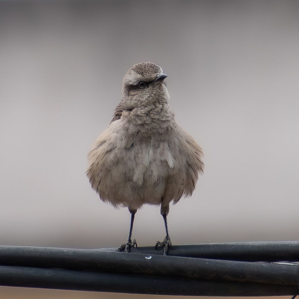 Photograph by Jean Loprete