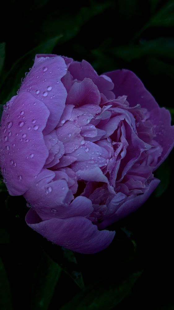 Photograph by Светлана Родионова