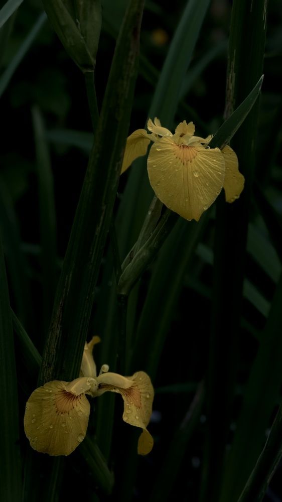 Photograph by Светлана Родионова