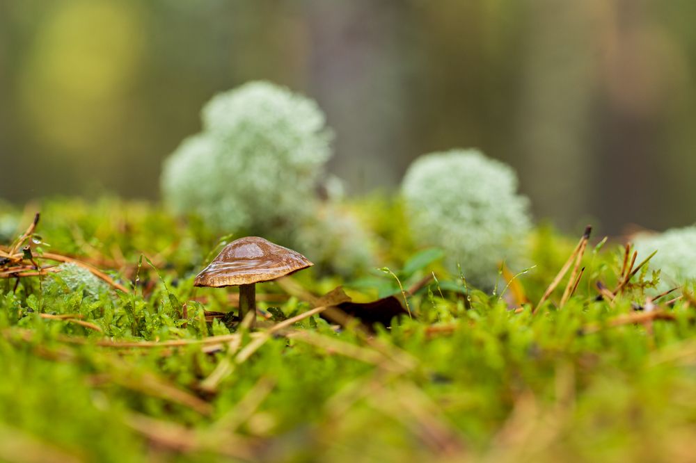 Photograph by Евгения Севрюкова