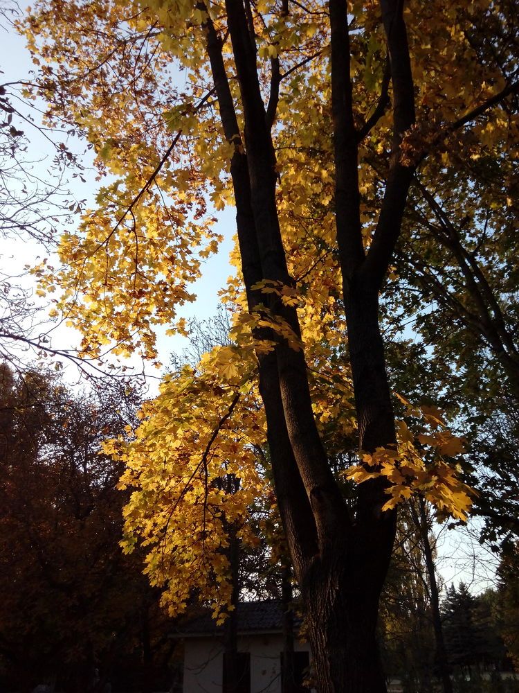 Photograph by Tanivsv