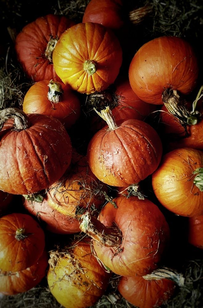 Осень. Урожай.