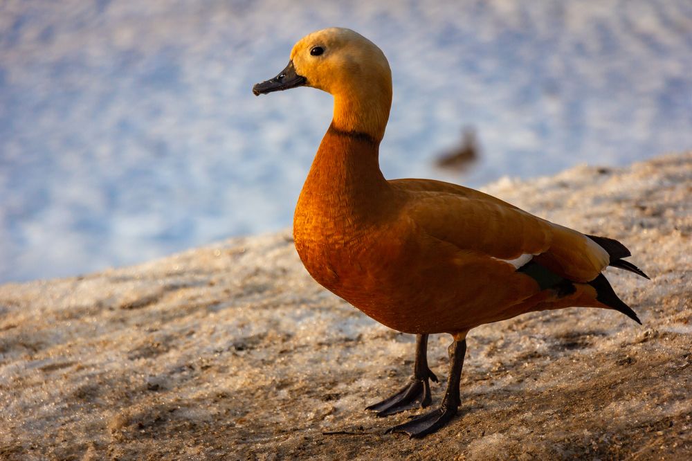 Photograph by Елена Барышева