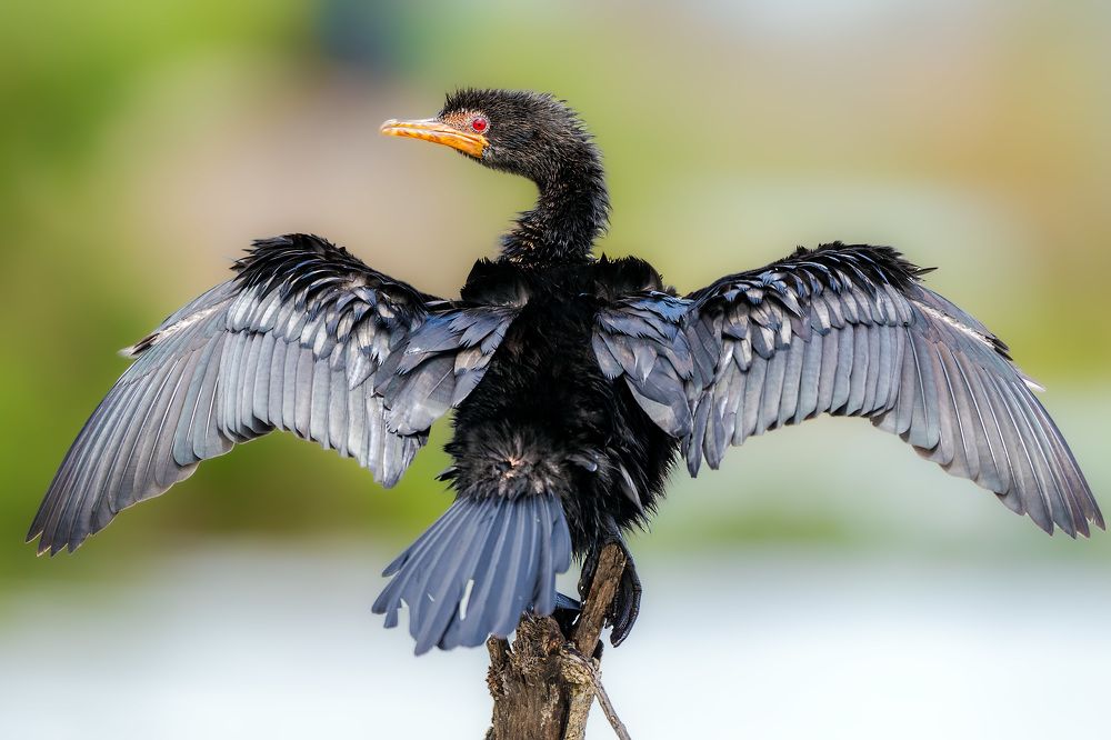 Фотография автора Sajeev Krishnan