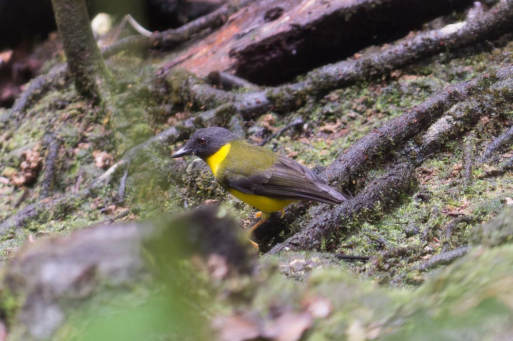 Guardian of the Forest Floor