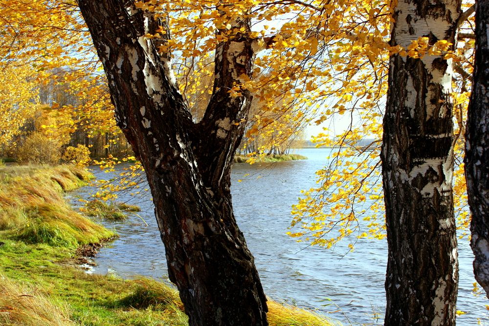 Фотография автора Nelya  Lysenko