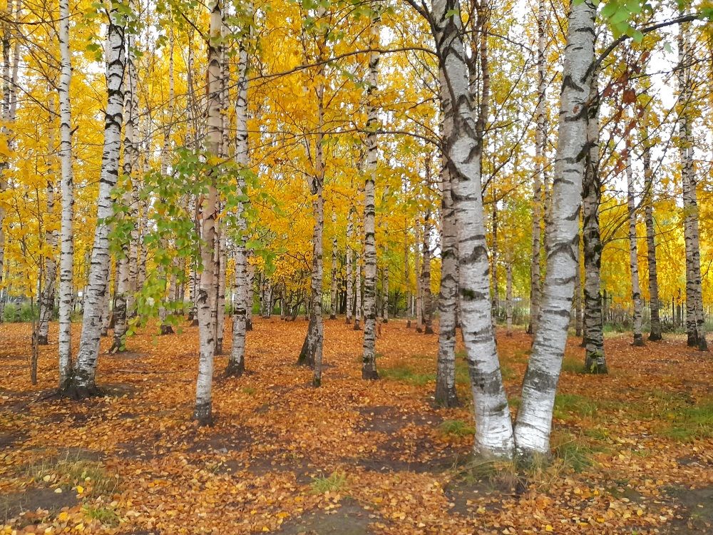 Photograph by Ольга Березовская