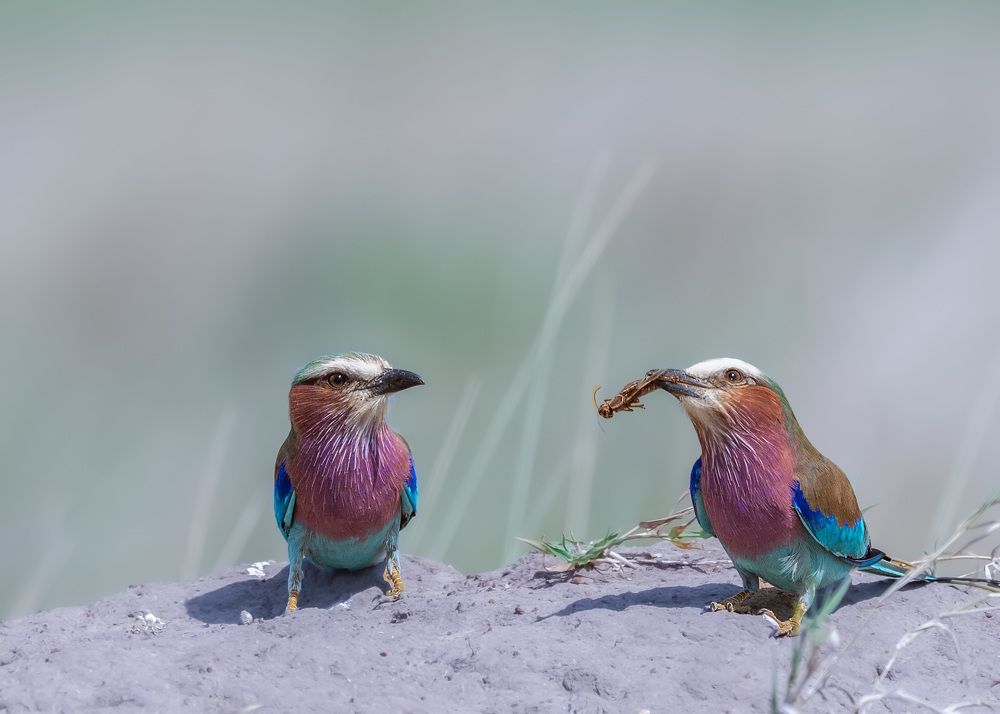 Фотография автора Sajeev Krishnan