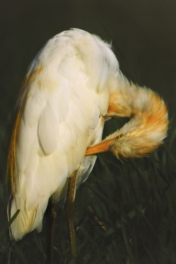 Photograph by Sayan Banerjee