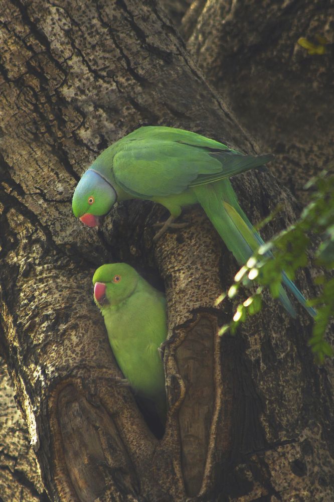 Photograph by Sayan Banerjee