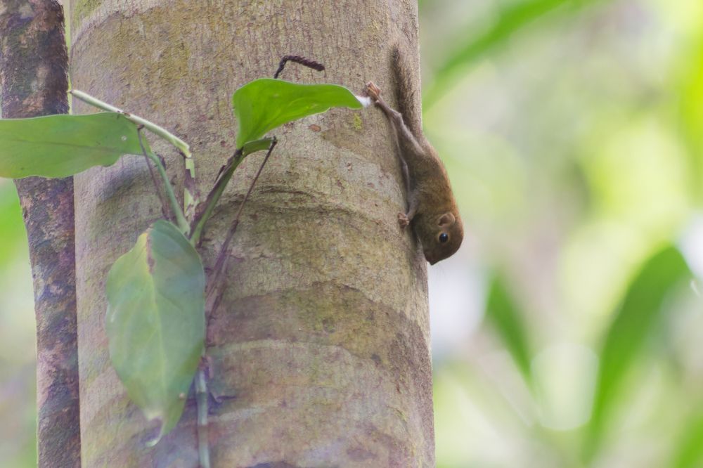 Whispers of the Forest: A Tiny Marvel