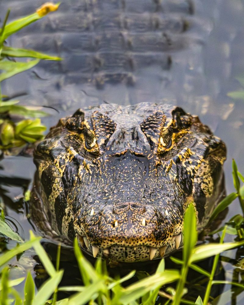 Photograph by Pablo Corengia