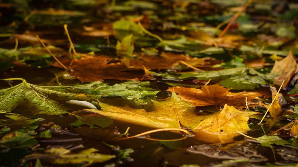 Photograph by Igors Rostikovs