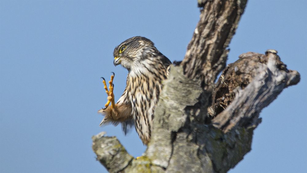 рыбу не предлагать !