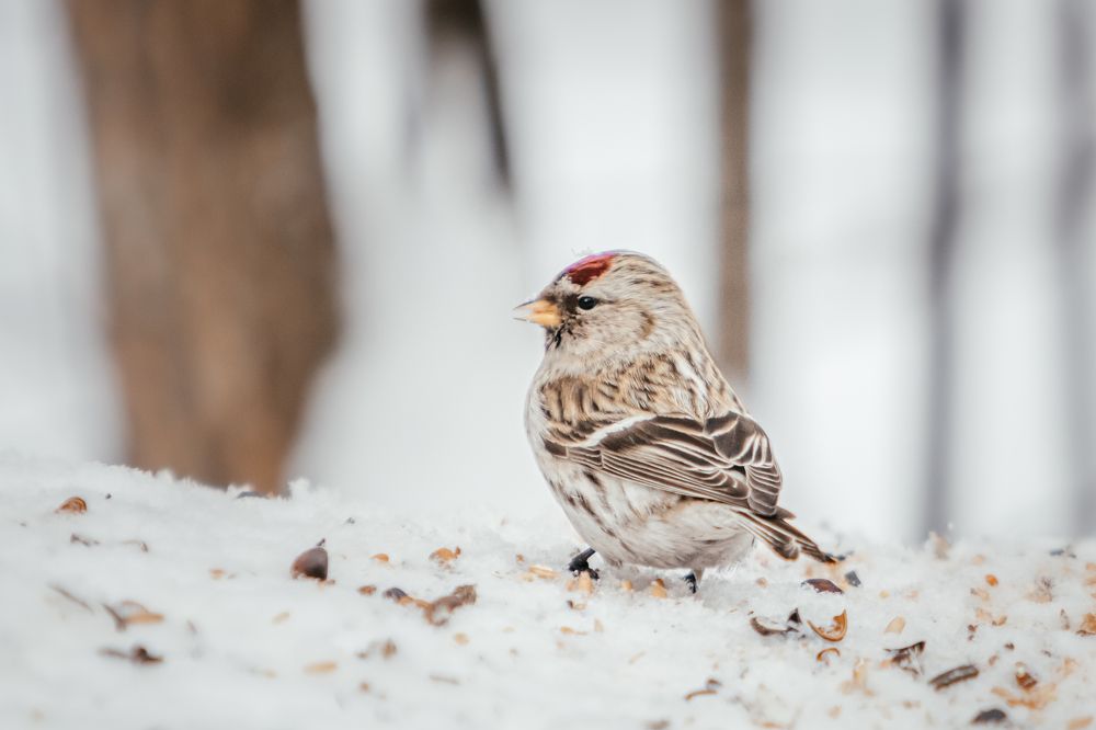 Photograph by Корчагина Оксана