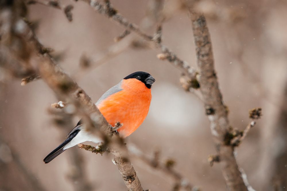 Photograph by Корчагина Оксана