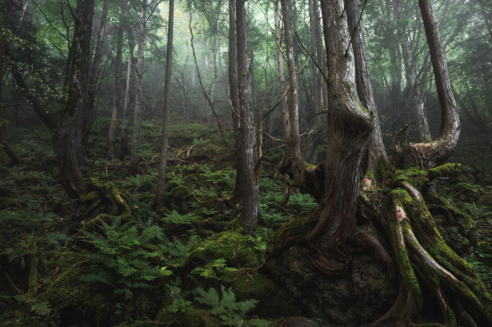 Photograph by Hiroki Matsubara