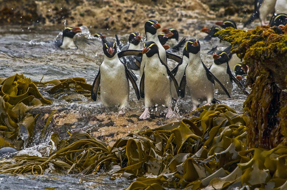 Пингвины острова Снерс