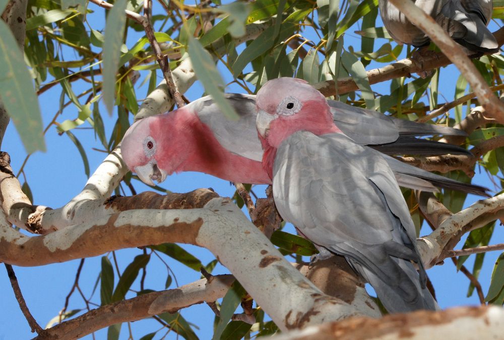 Розовые какаду