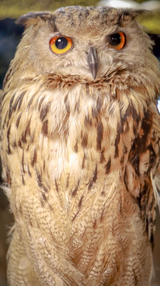 Photograph by Shaiban photography