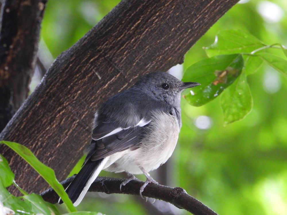 Oriental magpie robin