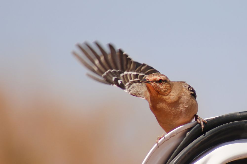Photograph by Gonzalo Jorge Eduardo MARÓN
