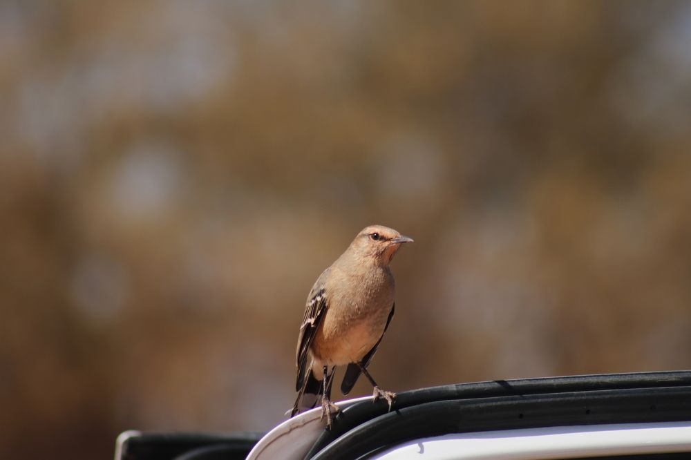 Photograph by Gonzalo Jorge Eduardo MARÓN