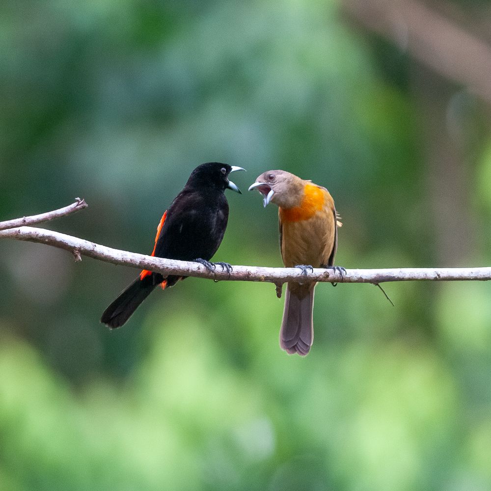 Где деньги, Зин???