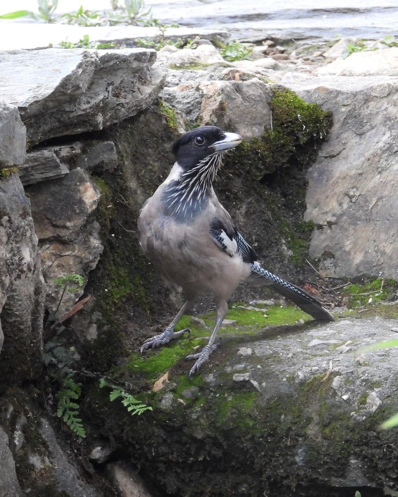 Black-headed jay