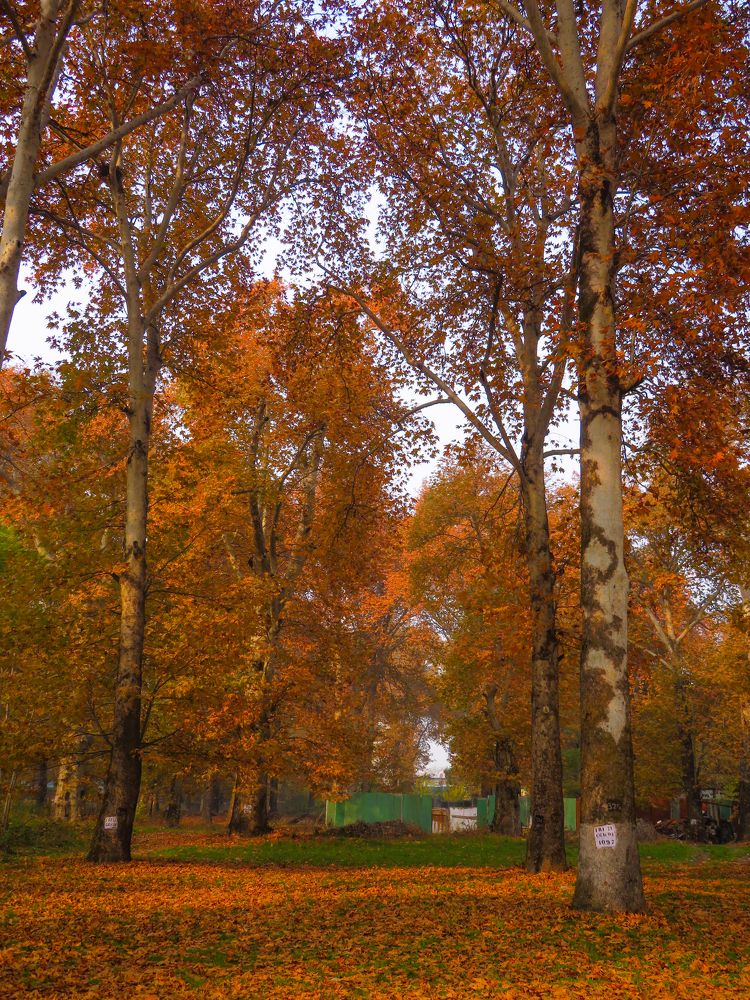 Photograph by Susmita Paul