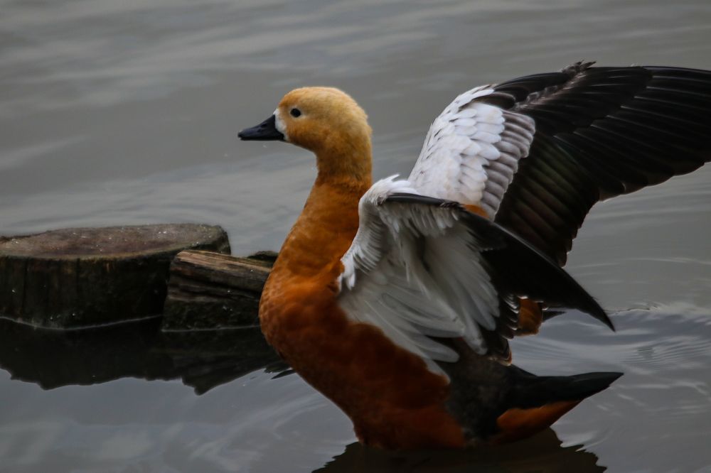 Photograph by Ирина Саломатина