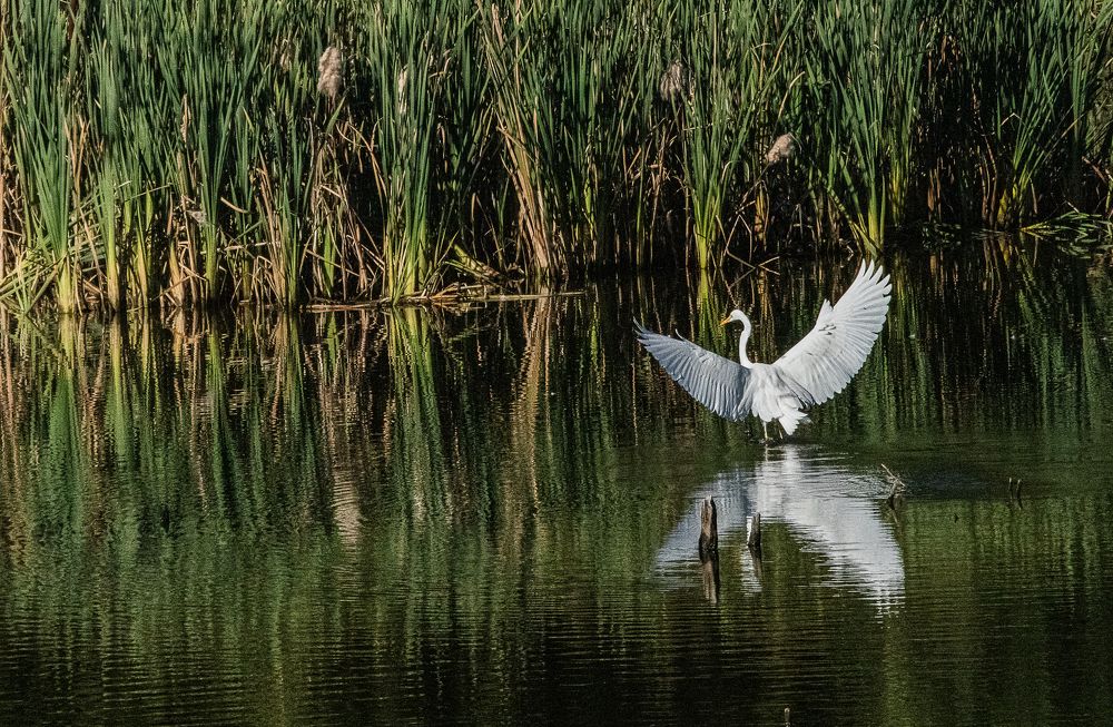 Photograph by Ирина Саломатина