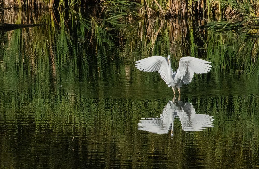 Photograph by Ирина Саломатина